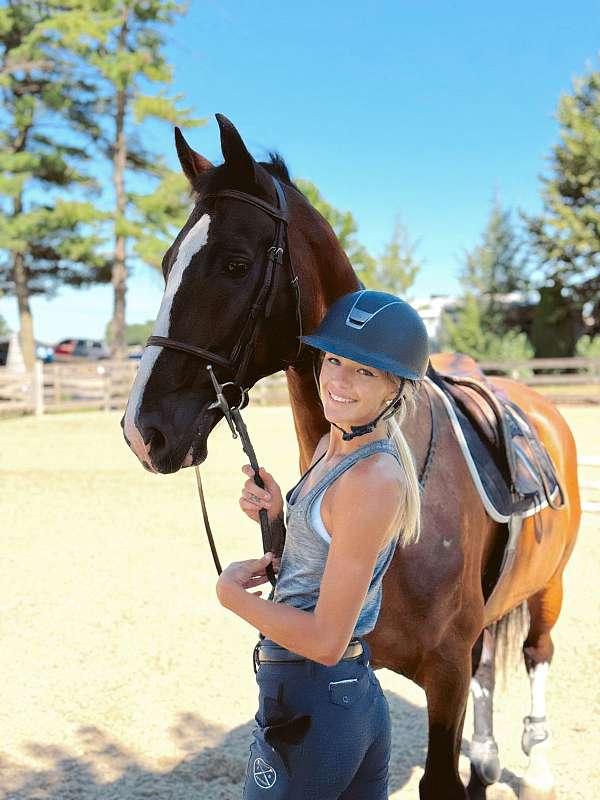 blaze-dutch-warmblood-pony