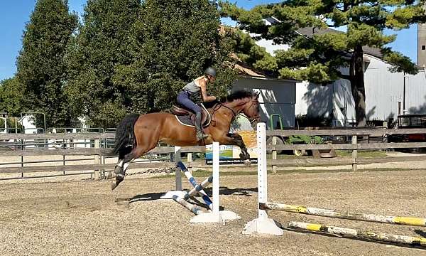 bold-dutch-warmblood-pony