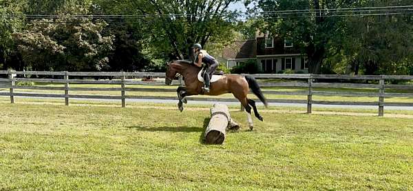 boy-dutch-warmblood-pony