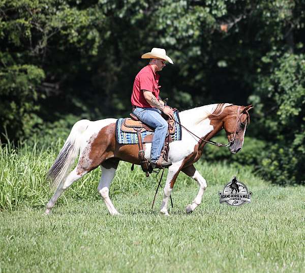 tobiano-horse
