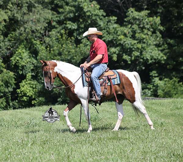chestnut-tobiano-horse