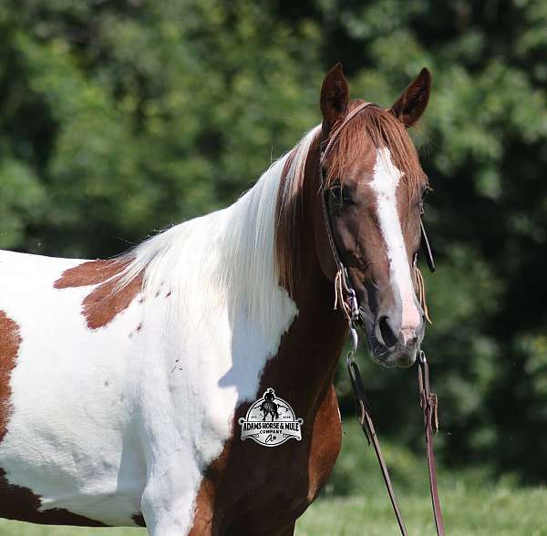 gaited-horse-tennessee-walking