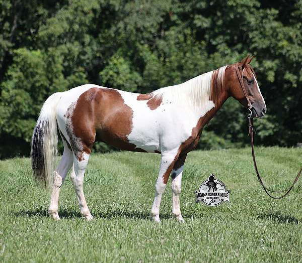 beginner-safe-tennessee-walking-horse