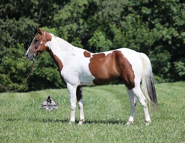family-horse-tennessee-walking