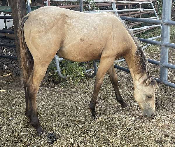 none-horse