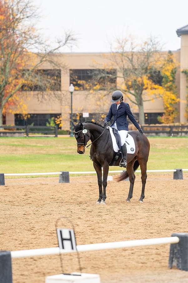 thoroughbred-horse-for-sale