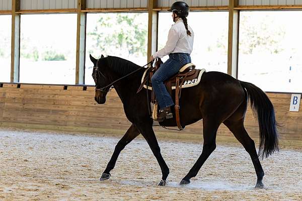 thoroughbred-horse