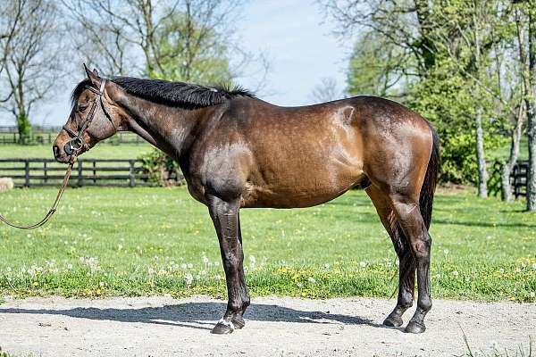 thoroughbred-gelding