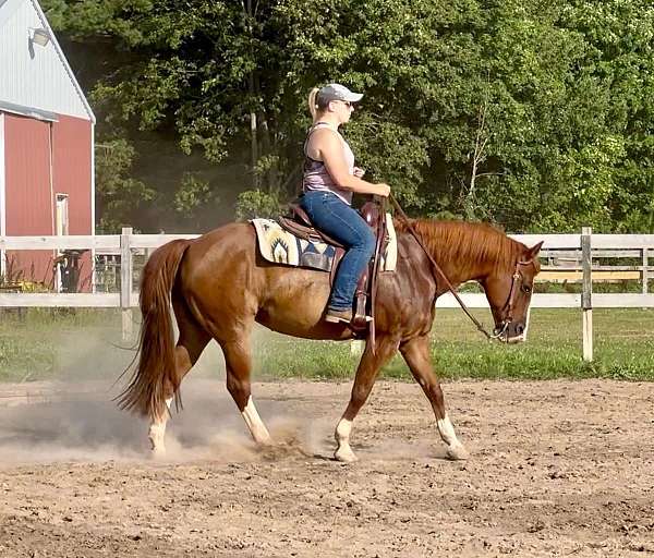 white-socks-blaze-horse