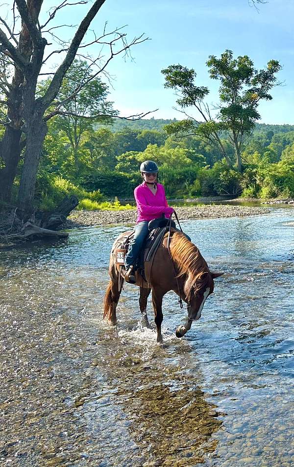 ranch-quarter-horse