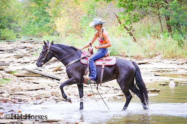 all-around-morgan-horse