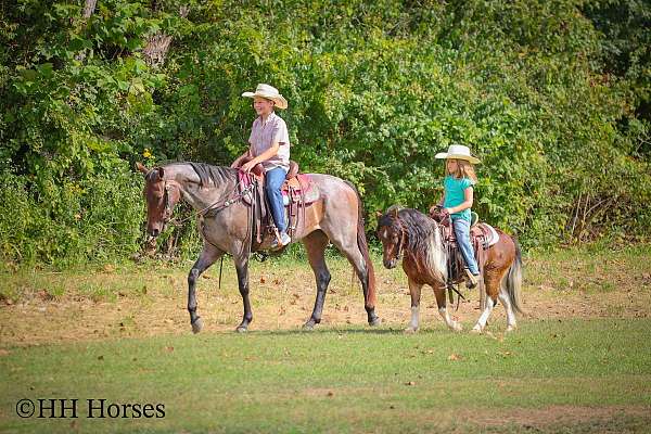 bay-white-tobiano-gelding