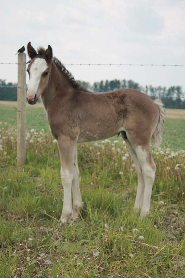 9-hand-sabino-horse