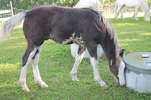 rescue-colt-mare