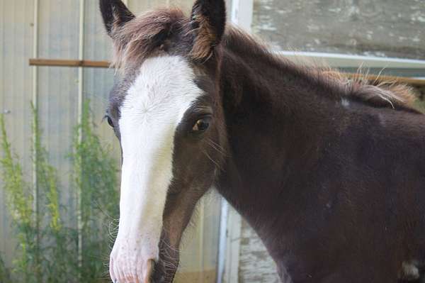 sabino-halter-horse