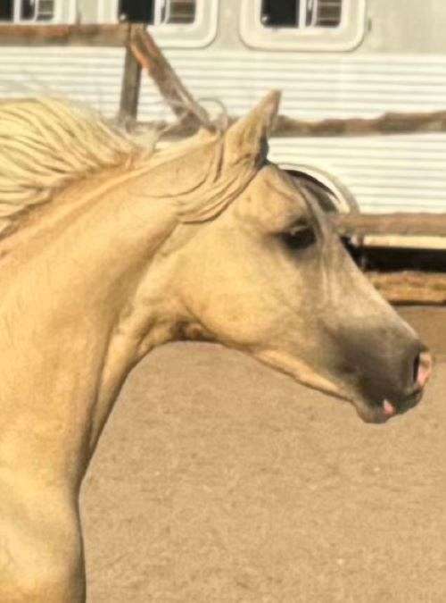 bred-to-morgan-horse
