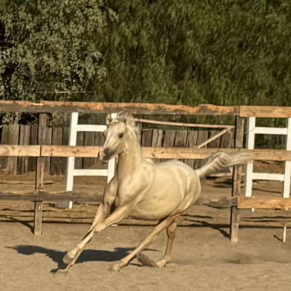 yearling-colt-morgan-horse
