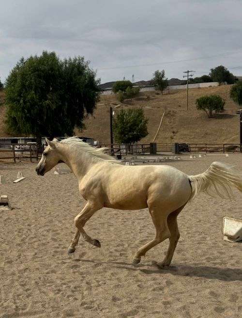 white-blaze-horse