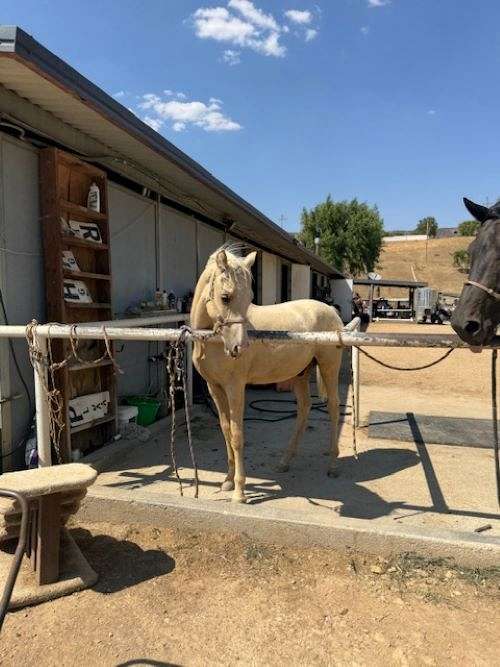 palomino-white-blaze-horse