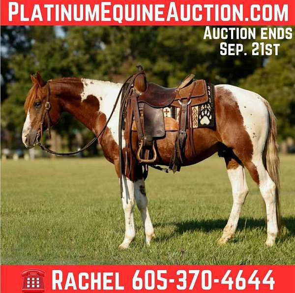 quarter-horse-gelding