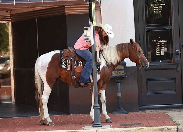 all-around-gelding