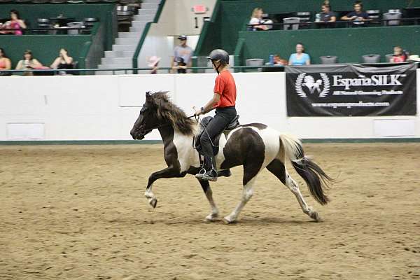 black-white-with-a-star-horse