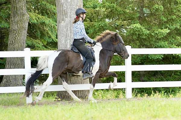 pinto-black-white-with-a-star-horse