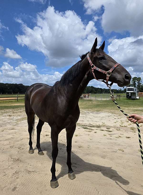 bay-thoroughbred-horse