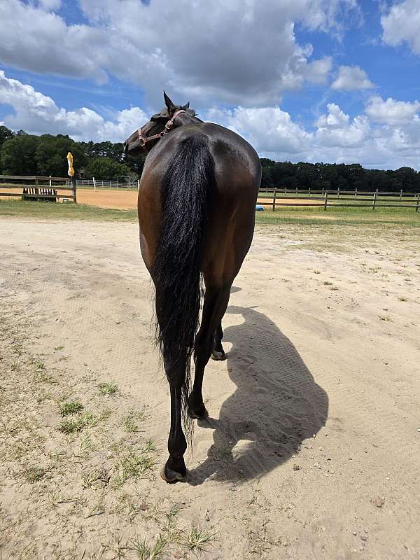 tb-thoroughbred-horse