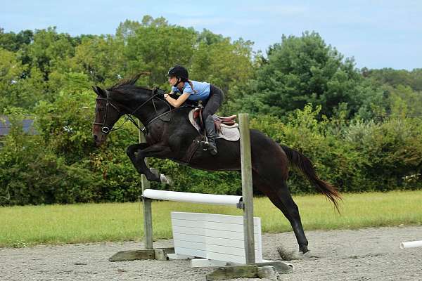 eventing-thoroughbred-horse