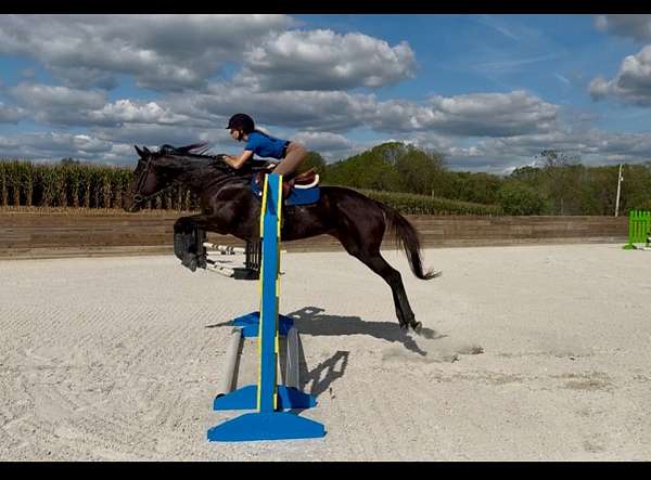 scout-thoroughbred-horse