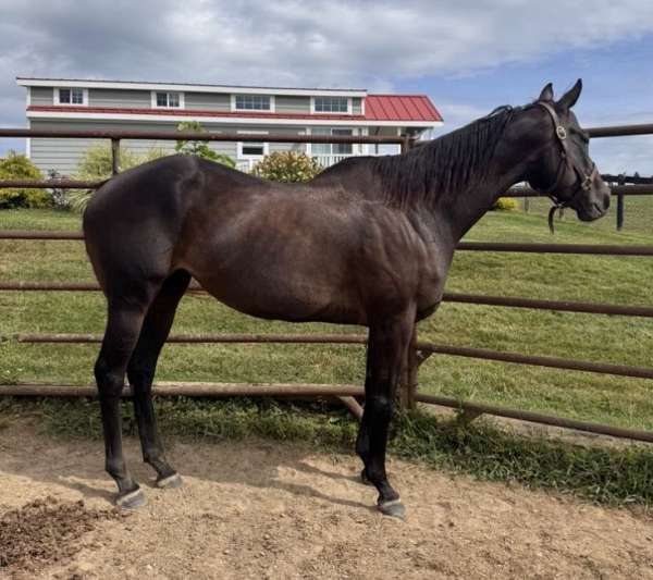 warhorse-mare