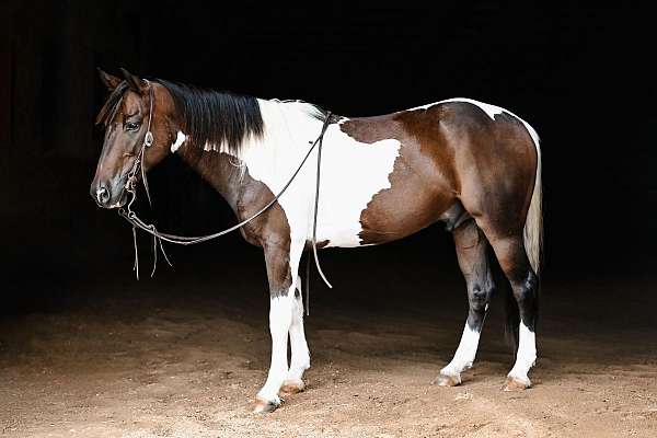 tobiano-western-dressage-pony