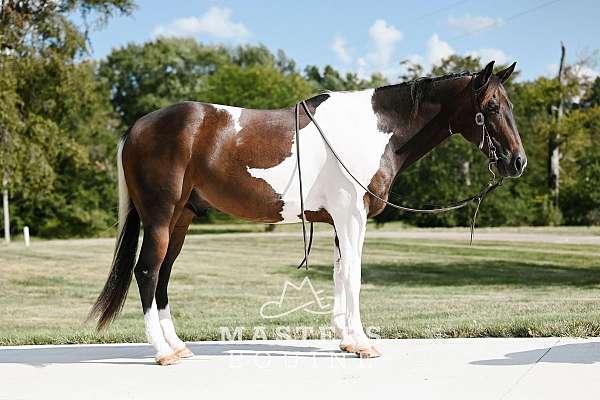 dressage-paint-pony