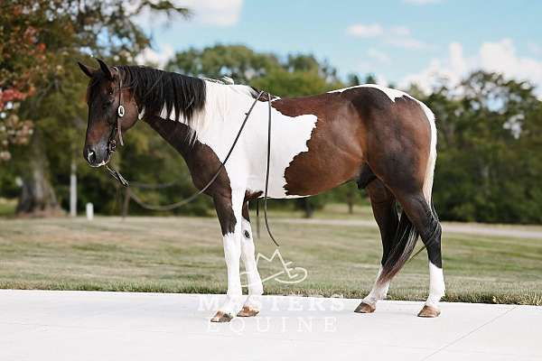 gymkhana-paint-pony