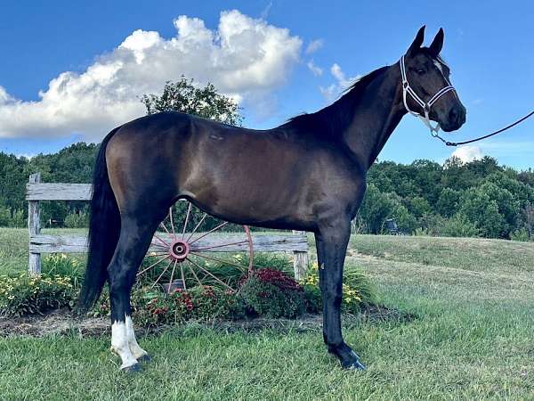 driving-standardbred-horse