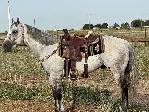 all-around-quarter-horse