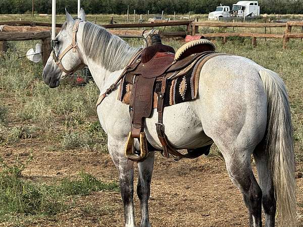 athletic-quarter-horse