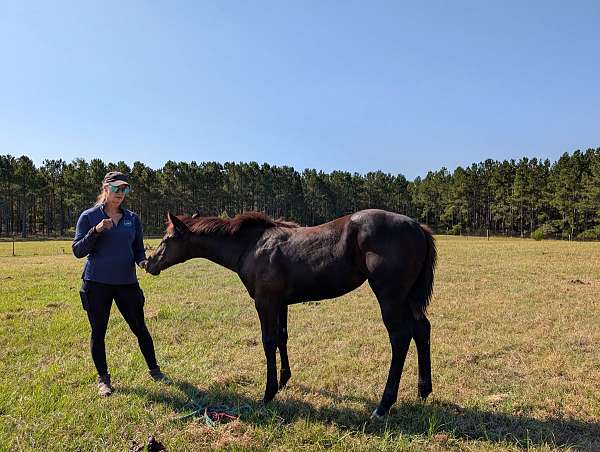 experie-filly