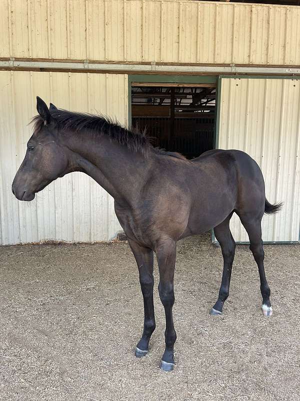 black-experie-horse