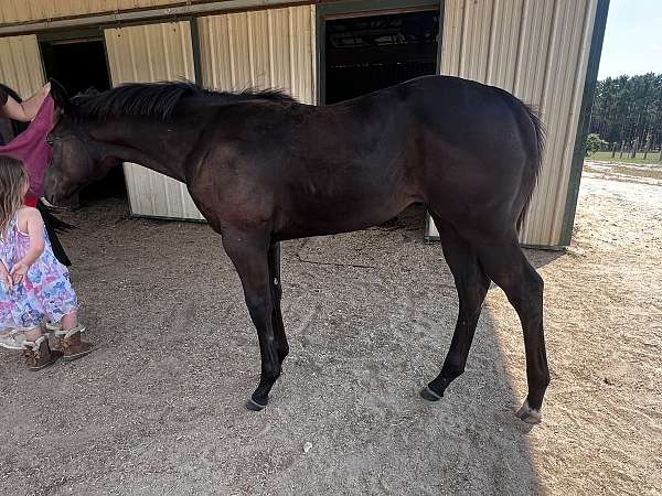 experie-quarter-horse
