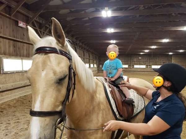 all-around-saddlebred-horse