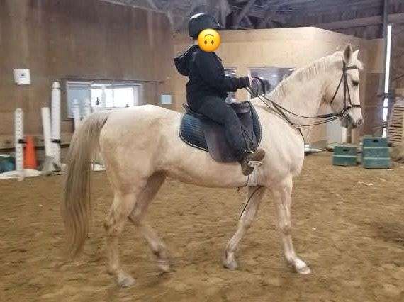 beginner-saddlebred-horse