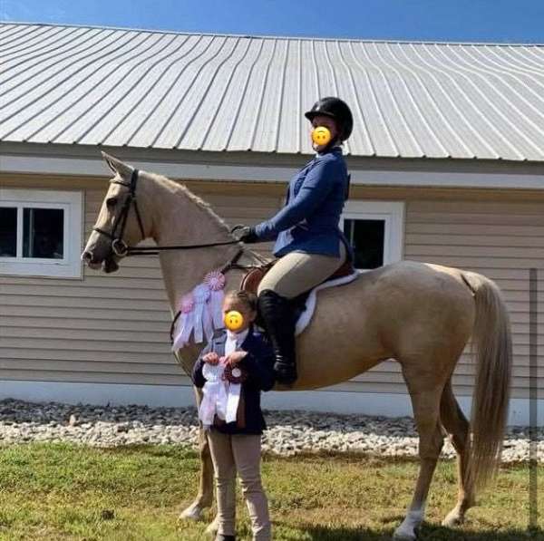 companion-saddlebred-horse