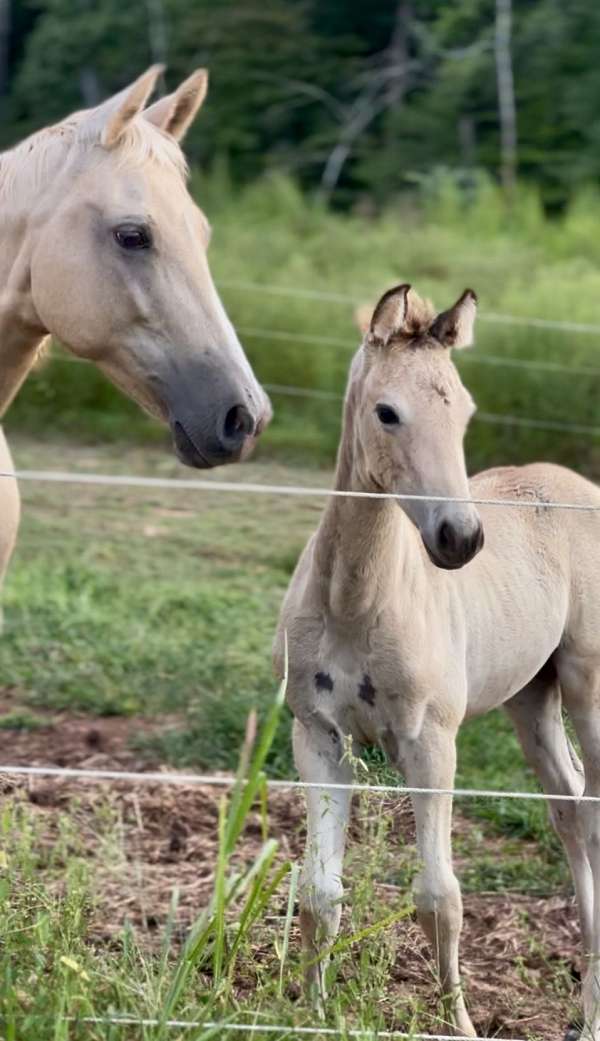 breeding-saddlebred-horse
