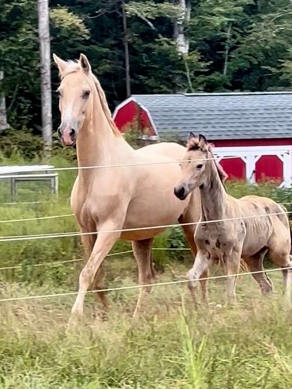 therapy-saddlebred-horse