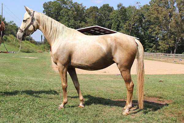 palomino-blaze-socks-horse