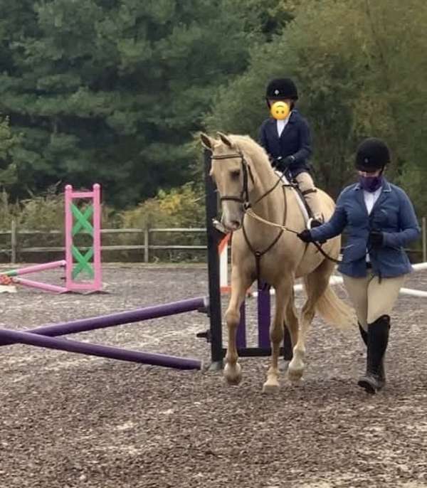 hunter-saddlebred-horse
