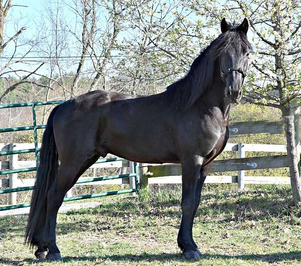 companion-pony