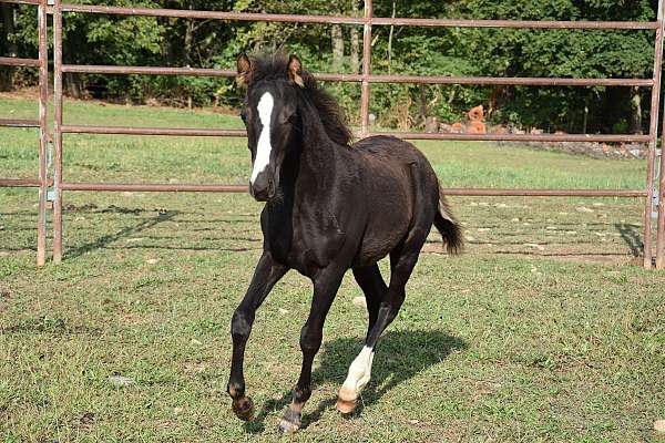 socks-blayze-horse